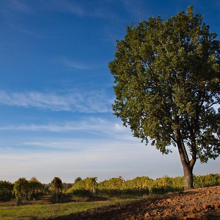 Le Stanze Di Bacco Villa Monteveglio Bagian luar foto