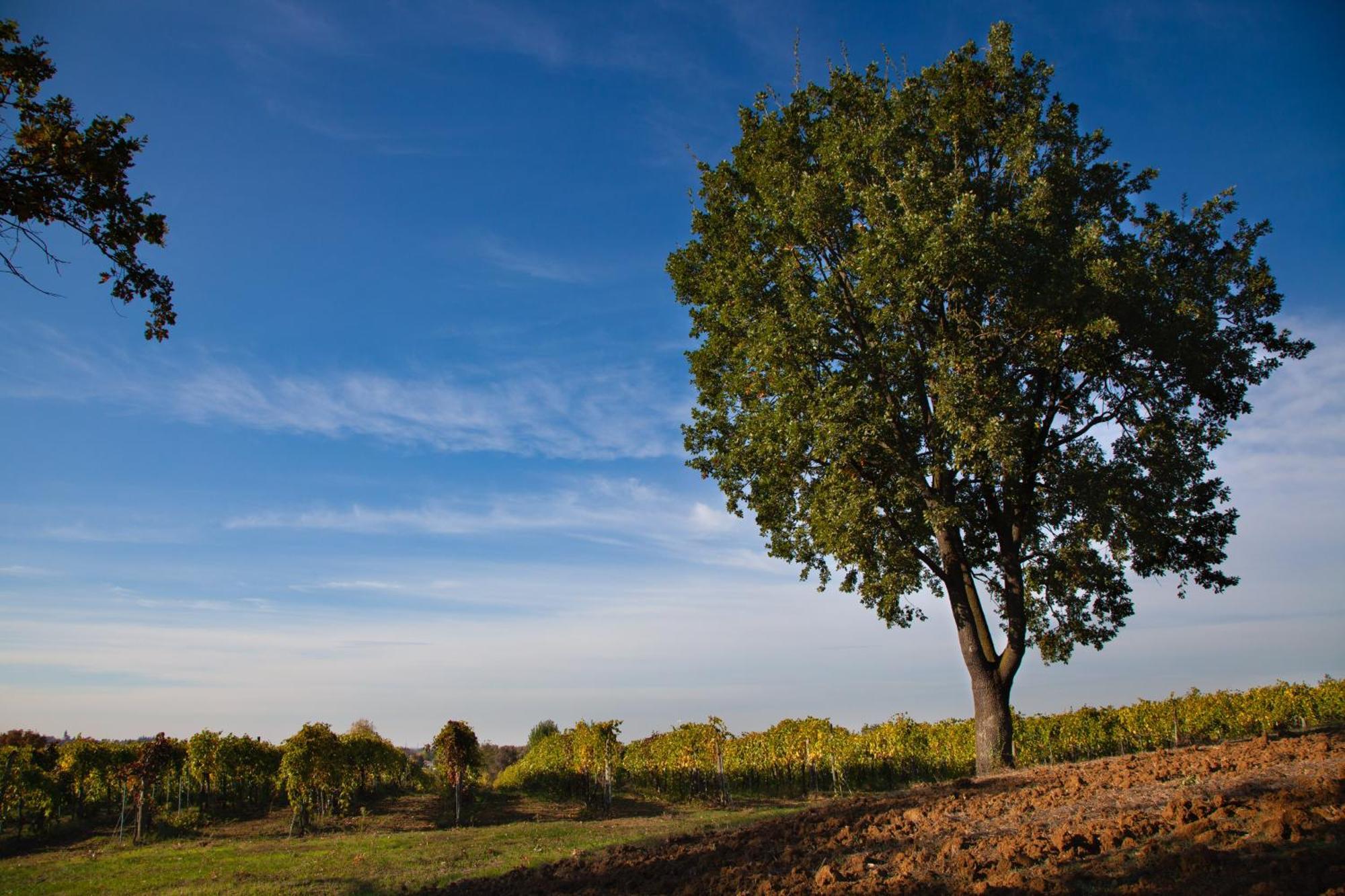 Le Stanze Di Bacco Villa Monteveglio Bagian luar foto